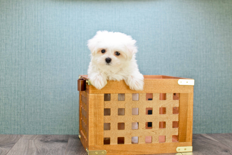 Maltese Pup Being Cute