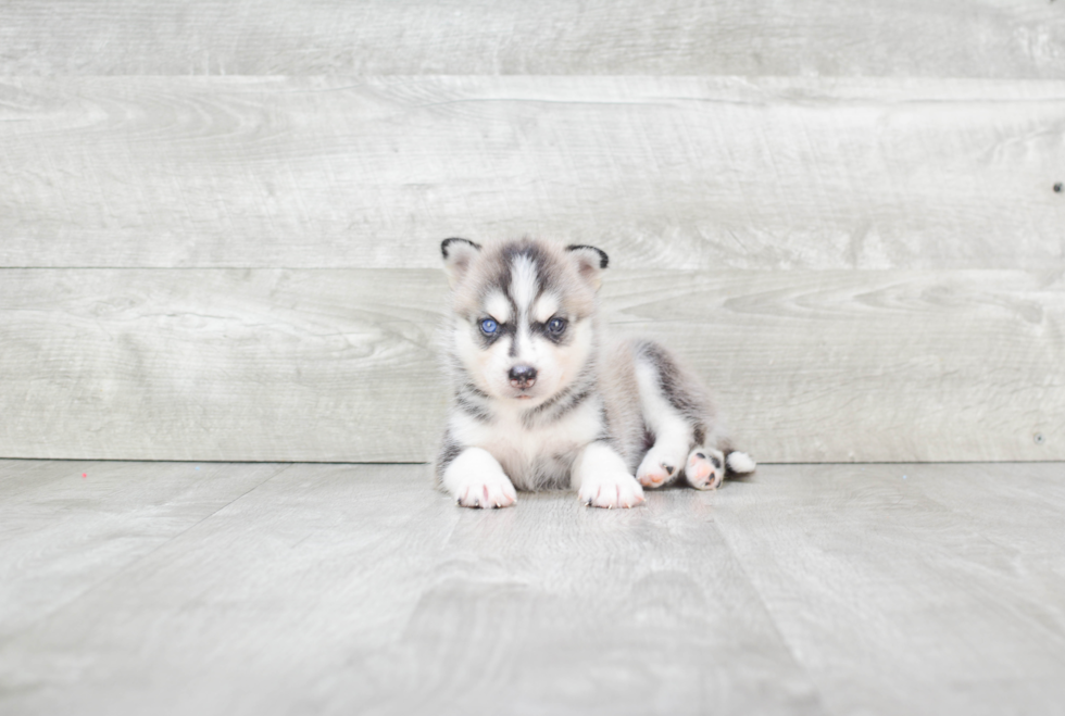 Energetic Mini Husky Designer Puppy