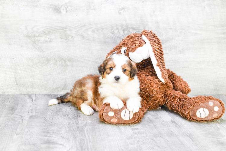 Mini Bernedoodle Puppy for Adoption