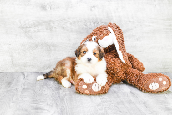 Mini Bernedoodle Puppy for Adoption