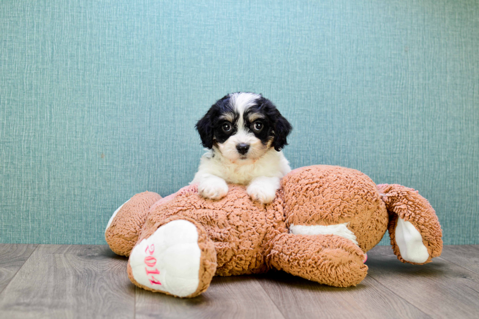 Energetic Cavalier Designer Puppy