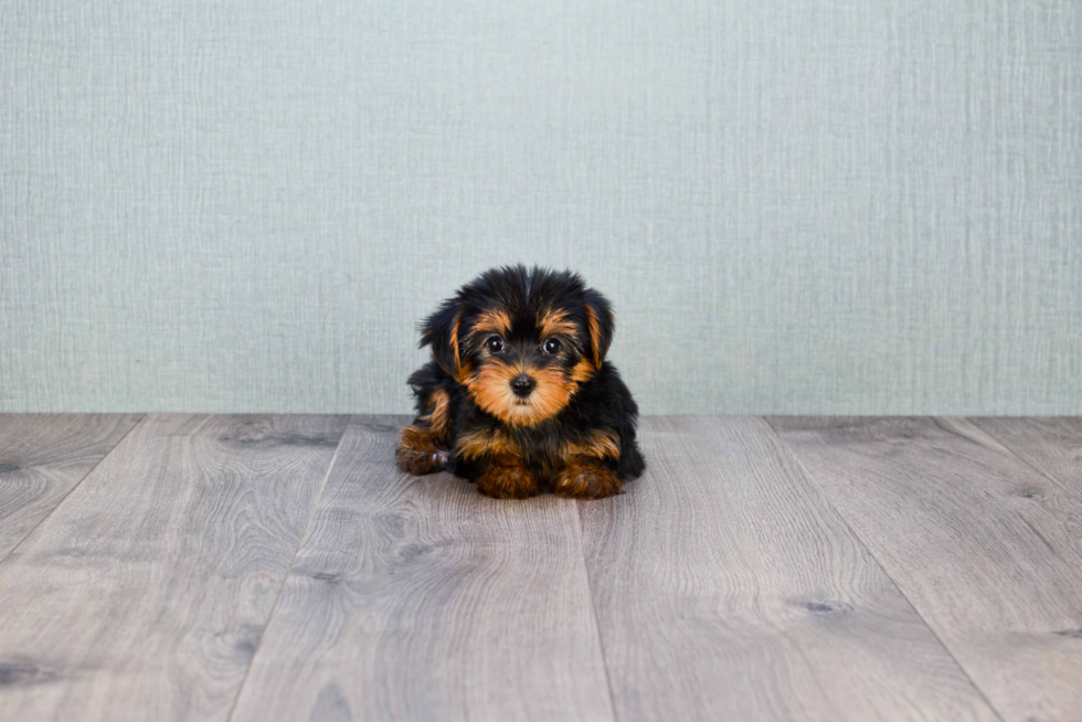 Meet Bella - our Yorkshire Terrier Puppy Photo 