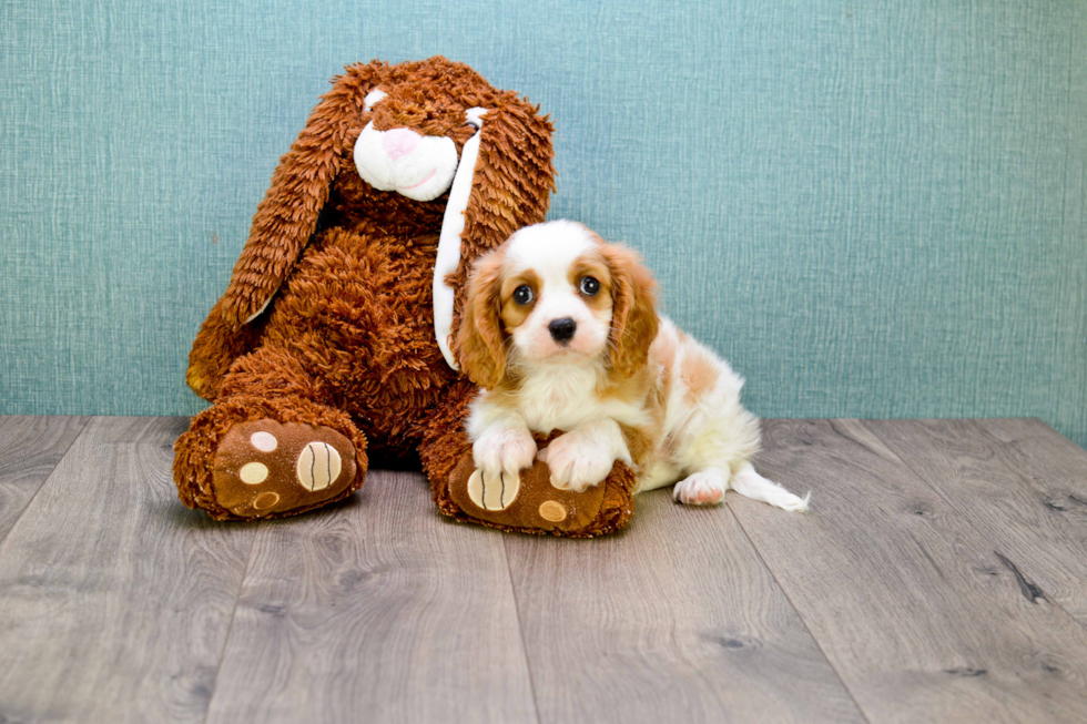 Best Cavalier King Charles Spaniel Baby