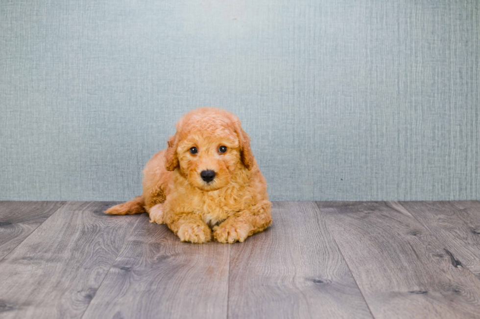 Little Golden Retriever Poodle Mix Puppy