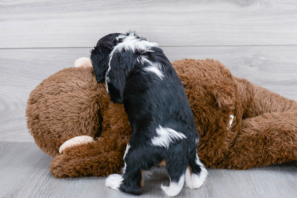 Cavalier King Charles Spaniel Puppy for Adoption