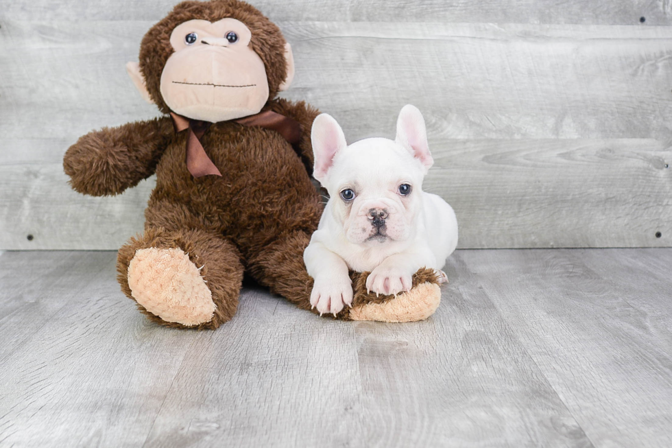 Funny French Bulldog Purebred Pup