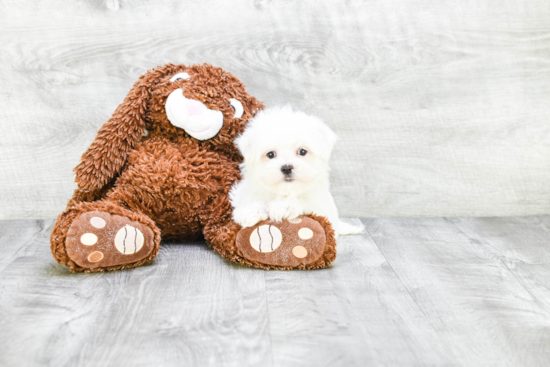 Energetic Maltese Purebred Puppy