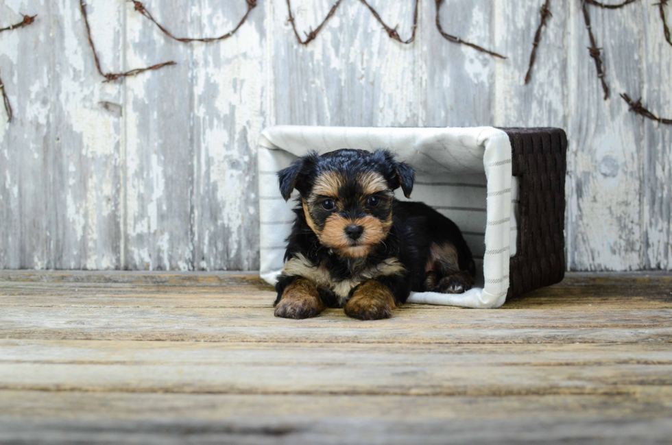 Adorable Yorkie Designer Puppy