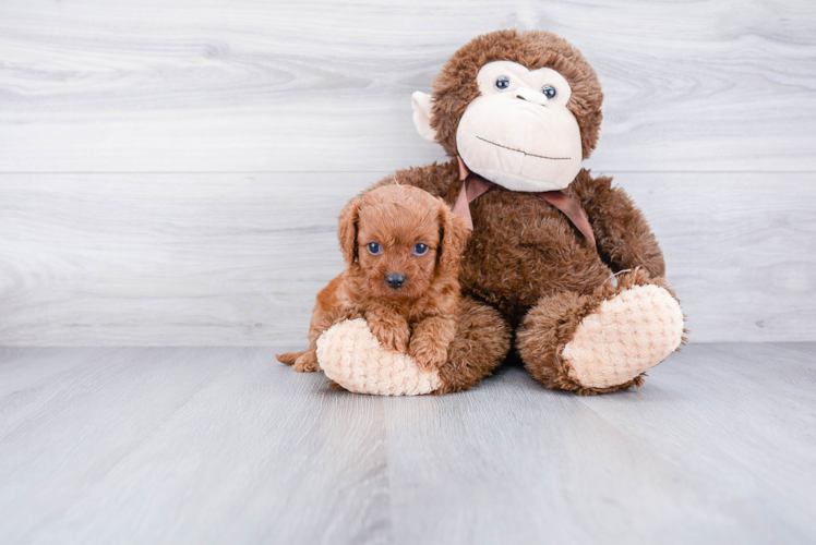 Sweet Cavapoo Baby