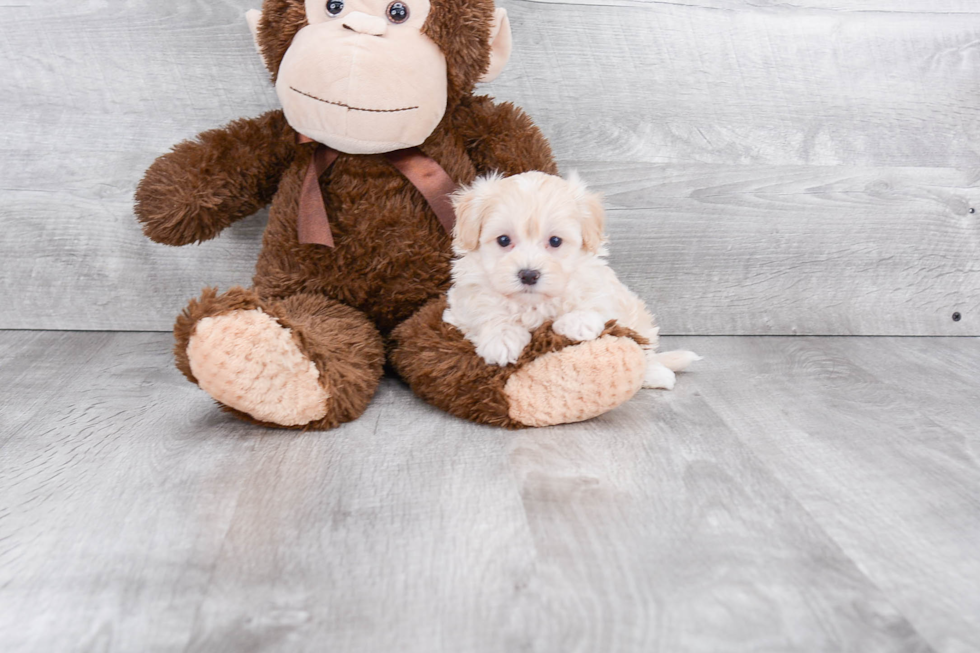 Energetic Maltese Poodle Poodle Mix Puppy