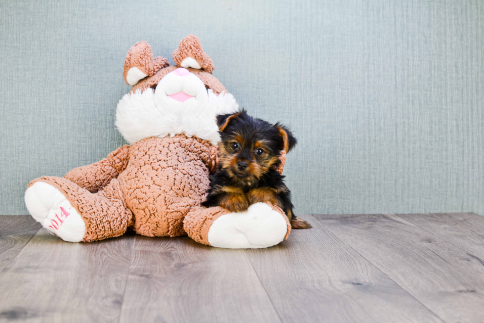 Meet Lisa - our Yorkshire Terrier Puppy Photo 