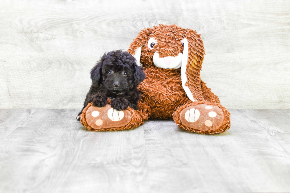 Best Mini Aussiedoodle Baby