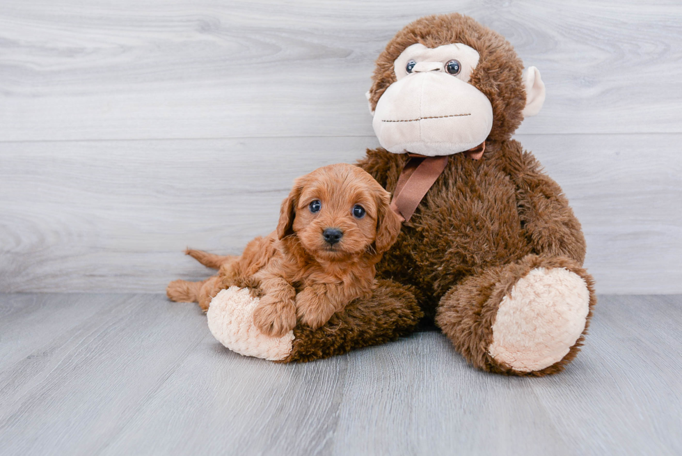 Smart Cavapoo Poodle Mix Pup