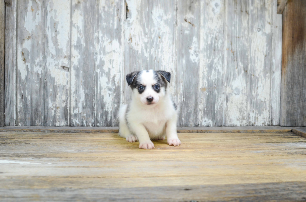 Funny Pomsky Designer Pup