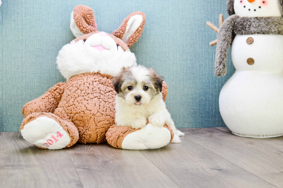 Havanese Pup Being Cute