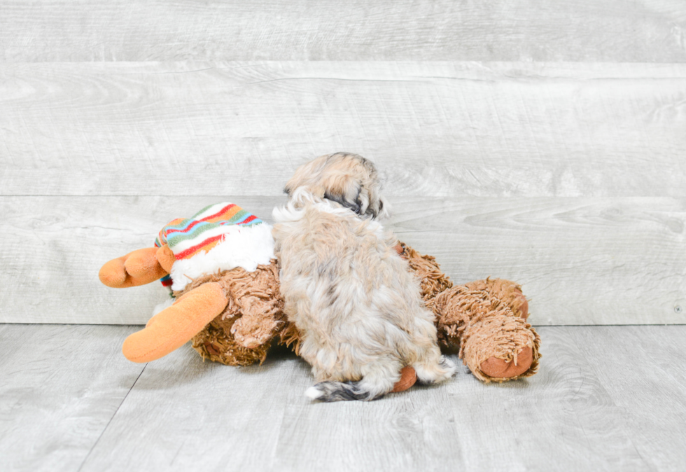 Funny Havanese Baby