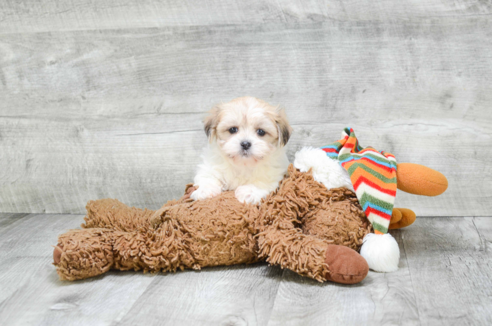 Hypoallergenic Shichon Designer Puppy