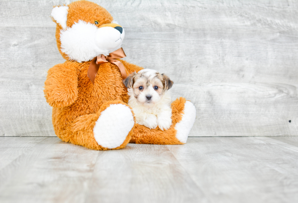 Energetic Yorkie Designer Puppy