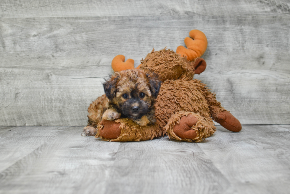 Adorable Yorkie Designer Puppy