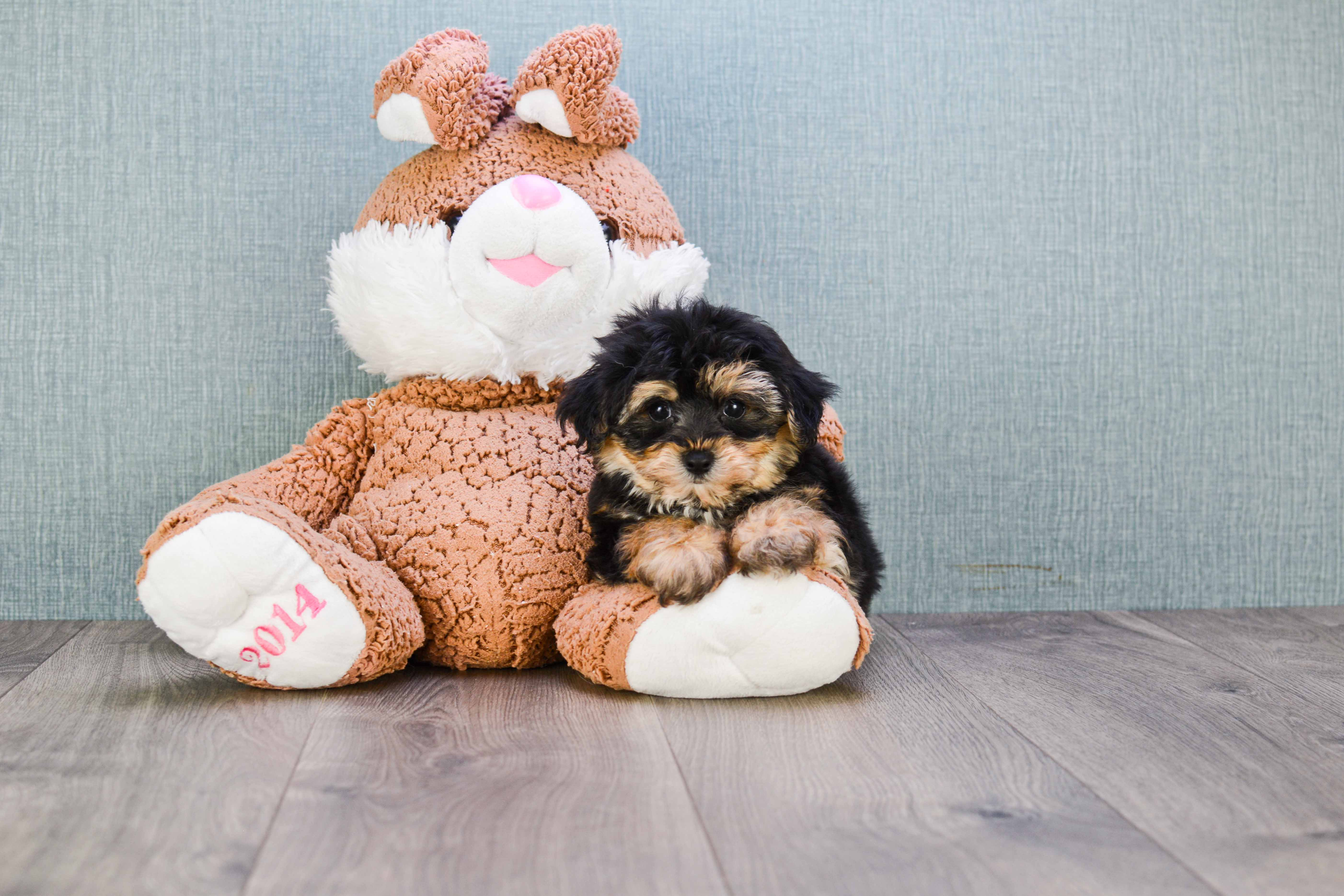 Friendly Morkie Baby