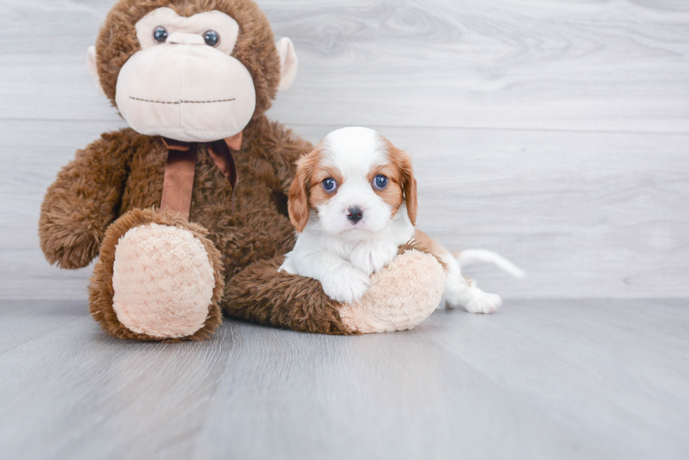 Cavalier King Charles Spaniel Pup Being Cute