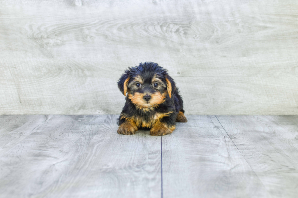 Meet Snickers - our Yorkshire Terrier Puppy Photo 