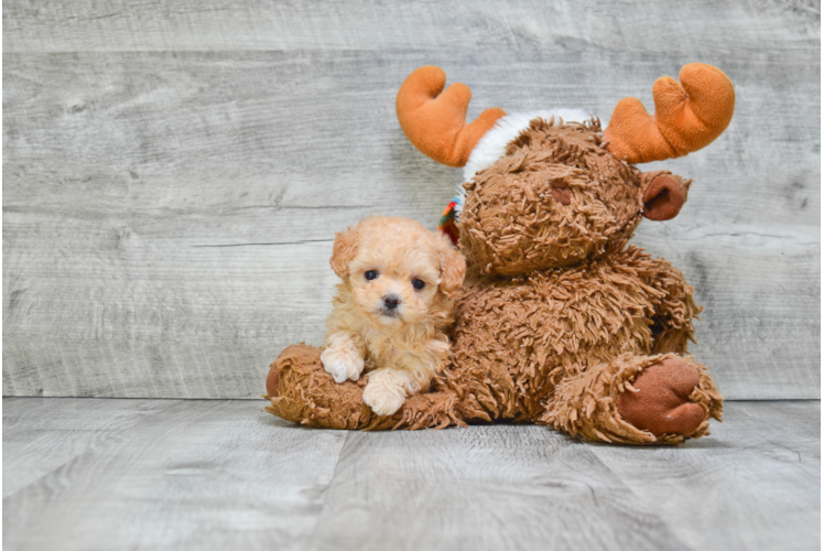 Poodle Pup Being Cute