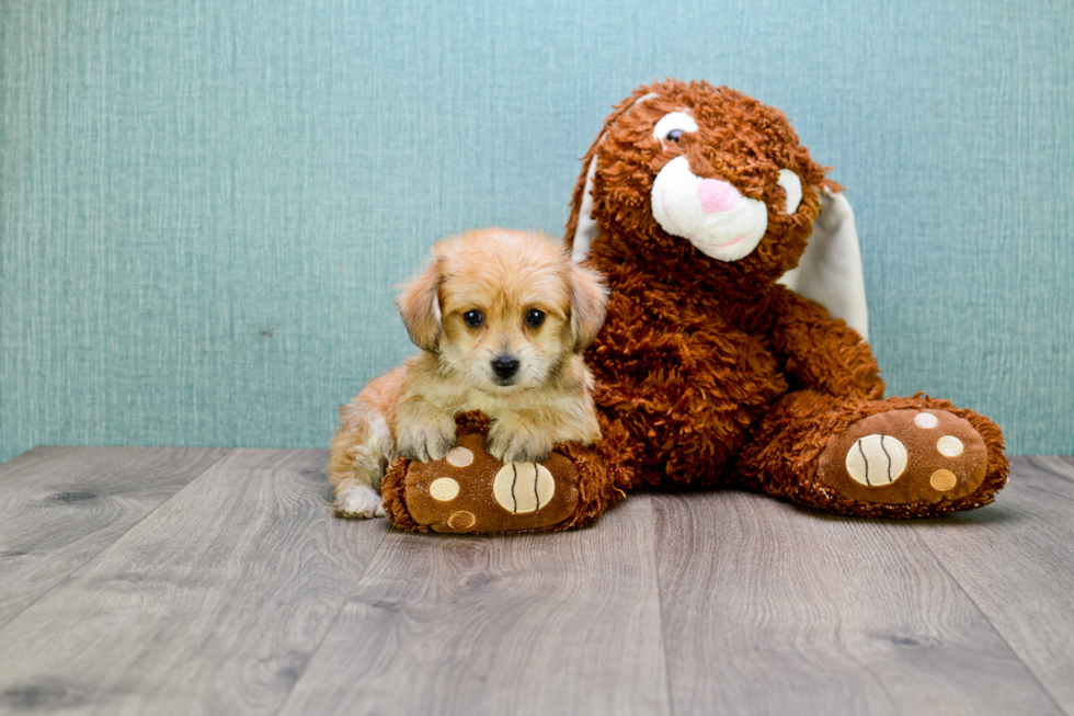 Morkie Puppy for Adoption