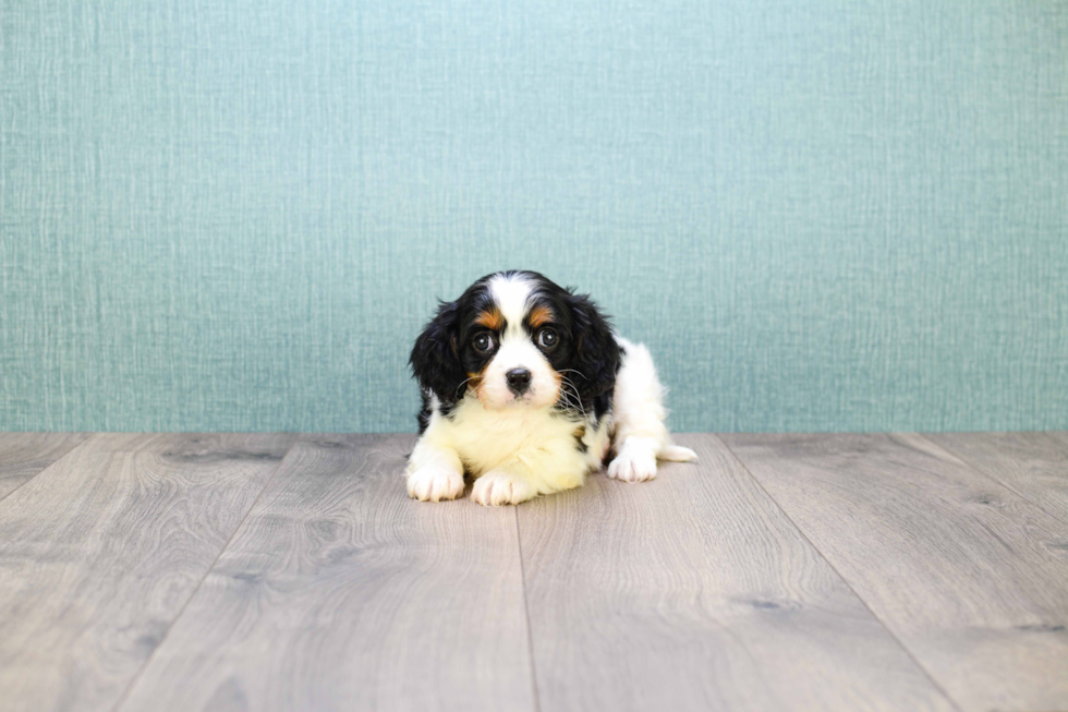 Meet Kate - our Cavachon Puppy Photo 