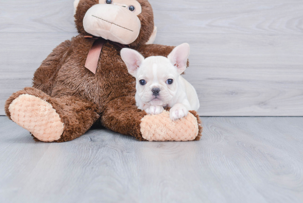 French Bulldog Puppy for Adoption