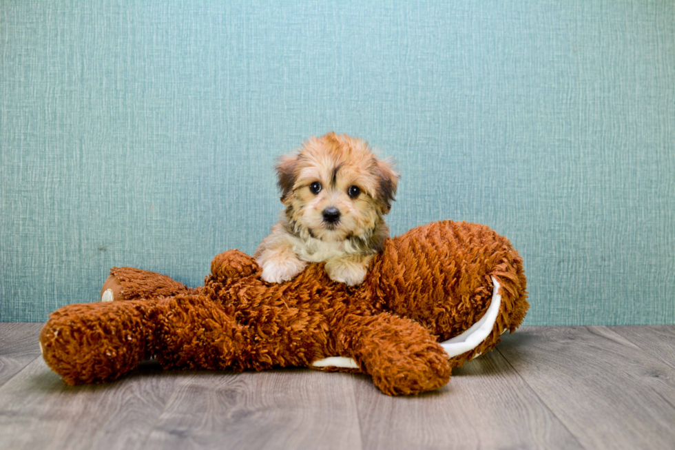 Best Morkie Baby