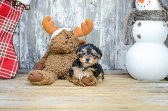 Cute Morkie Baby