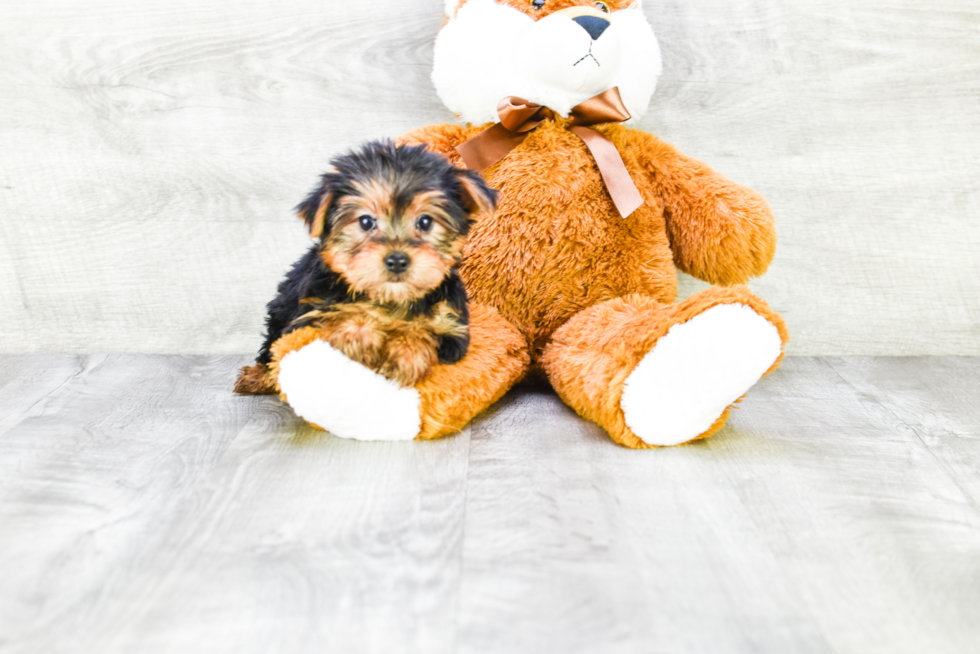 Meet Izzie - our Yorkshire Terrier Puppy Photo 