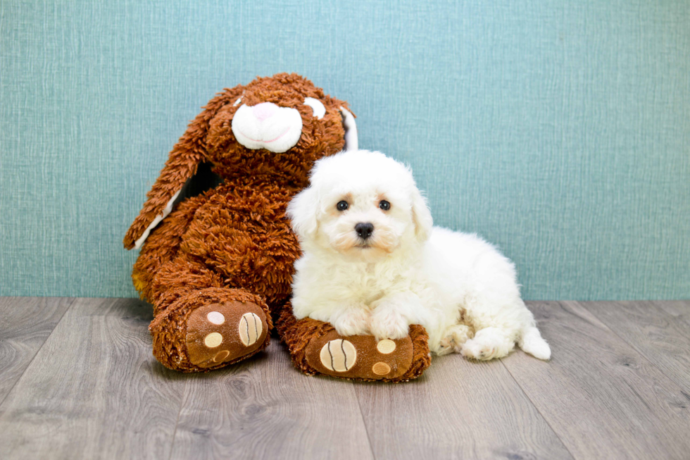 Hypoallergenic Bichon Frise Purebred Pup