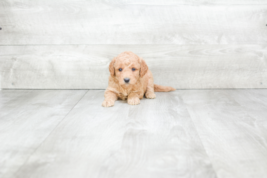 Mini Goldendoodle Puppy for Adoption