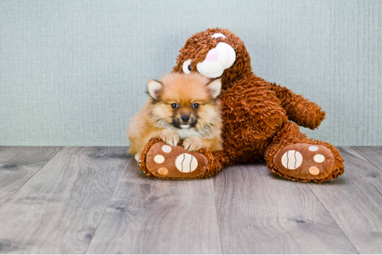 Pomeranian Pup Being Cute