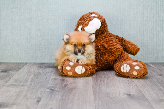 Pomeranian Pup Being Cute