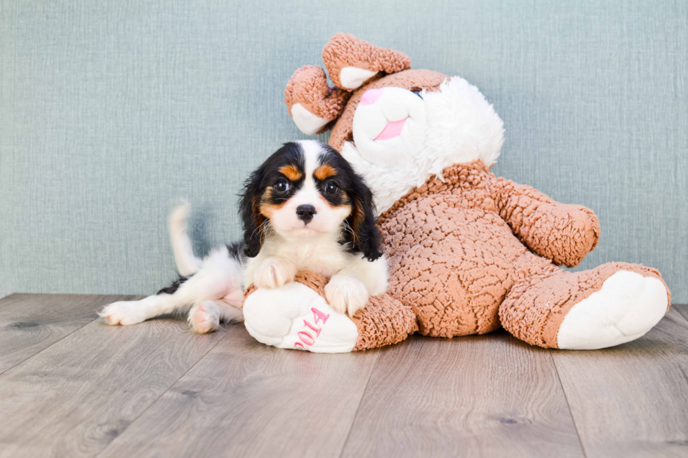 Cavalier King Charles Spaniel Pup Being Cute