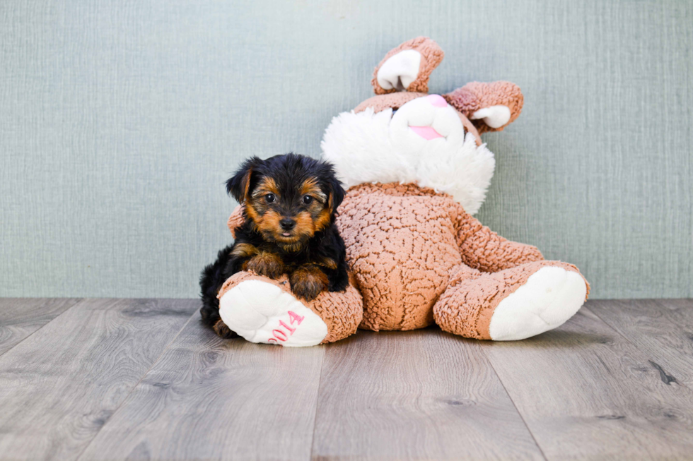 Meet Trigger - our Yorkshire Terrier Puppy Photo 