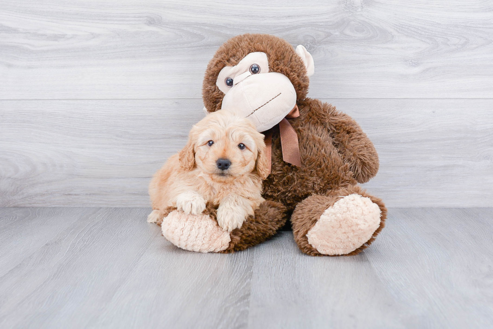 Energetic Golden Retriever Poodle Mix Puppy