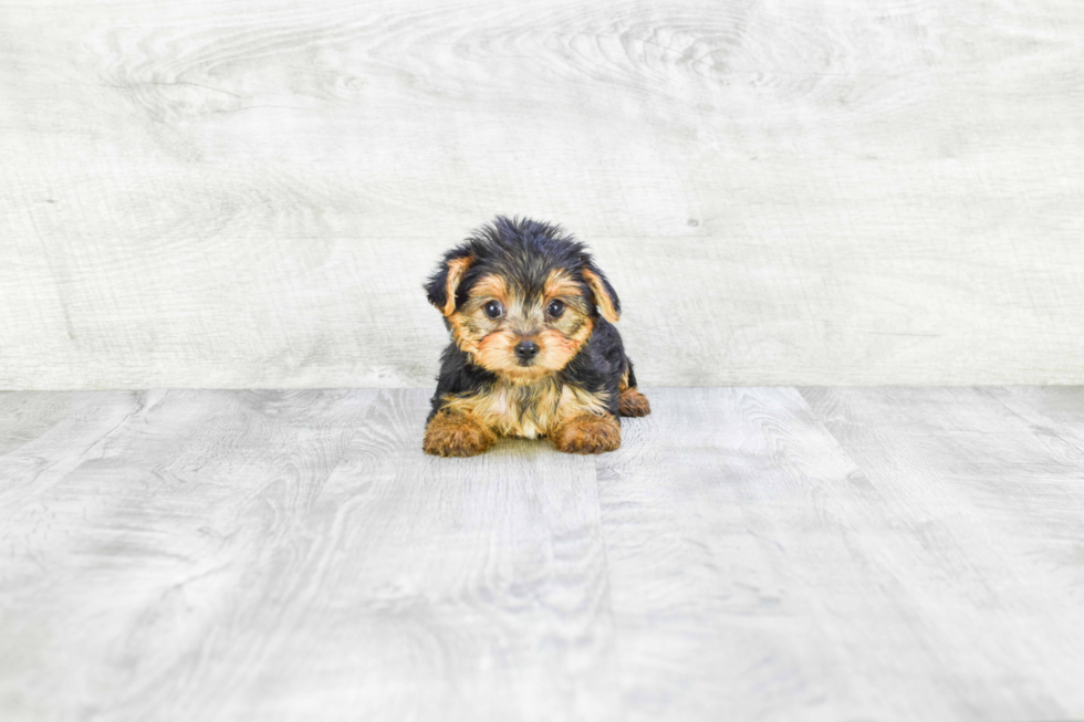 Meet Bella - our Yorkshire Terrier Puppy Photo 