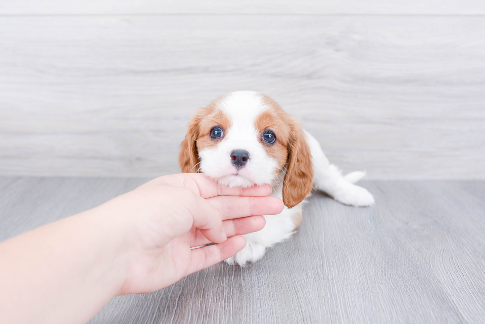 Akc Registered Cavalier King Charles Spaniel Baby