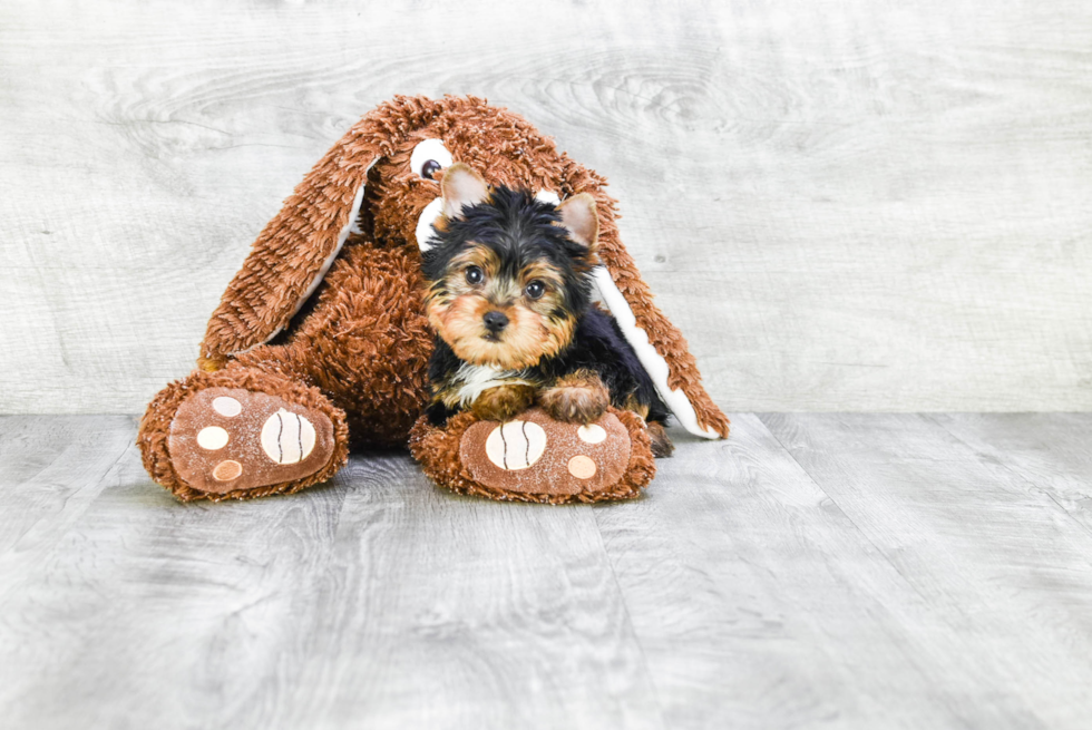 Meet Beckham - our Yorkshire Terrier Puppy Photo 