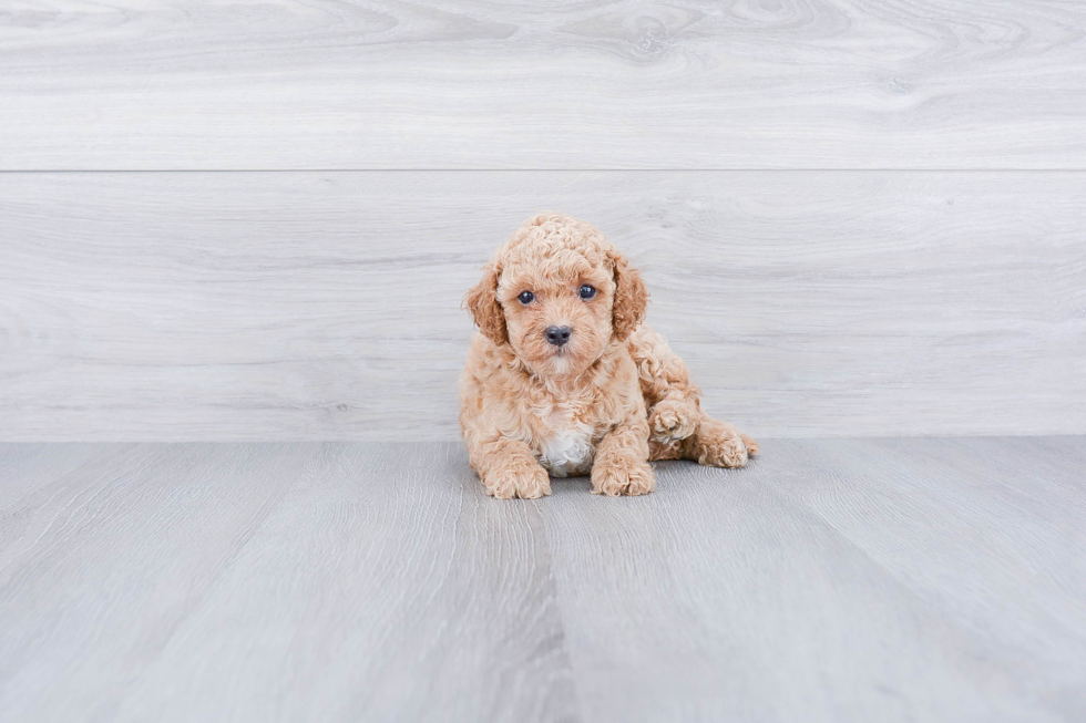 Sweet Mini Goldendoodle Baby