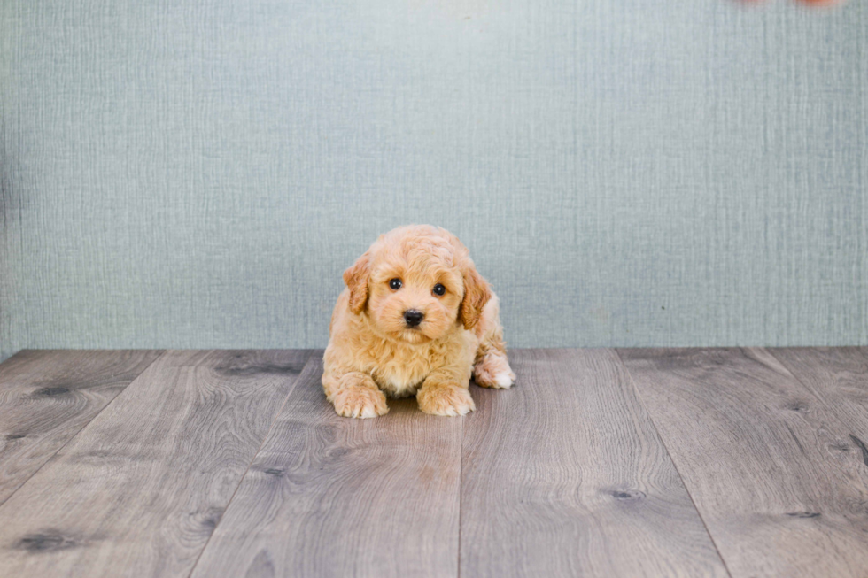 Maltipoo Puppy for Adoption