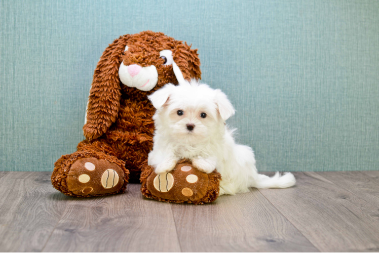 Funny Maltese Purebred Pup