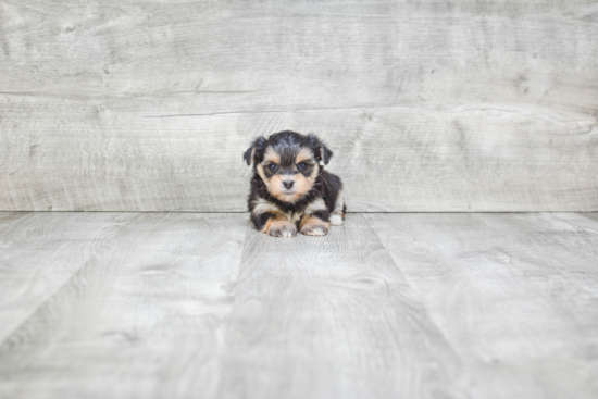 Morkie Puppy for Adoption