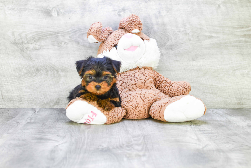 Meet Roscoe - our Yorkshire Terrier Puppy Photo 