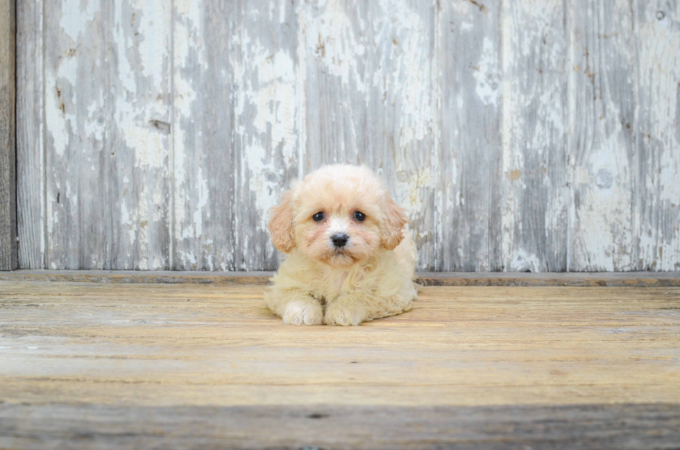 Cute Cavachon Baby