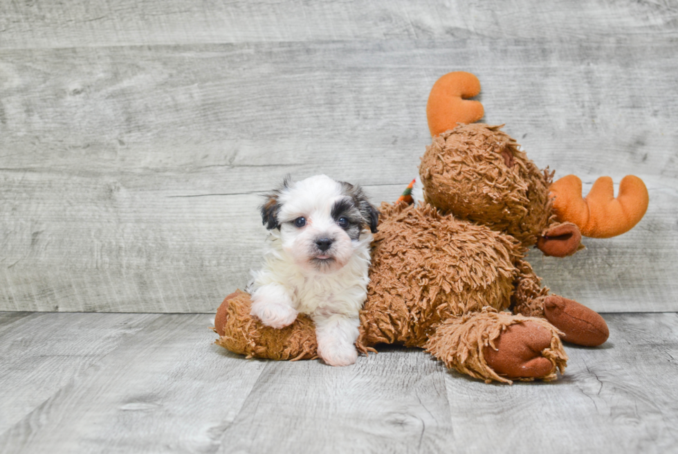 Best Havanese Baby